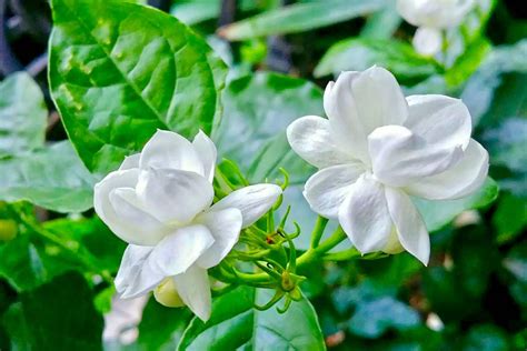 茉莉花種類|茉莉花